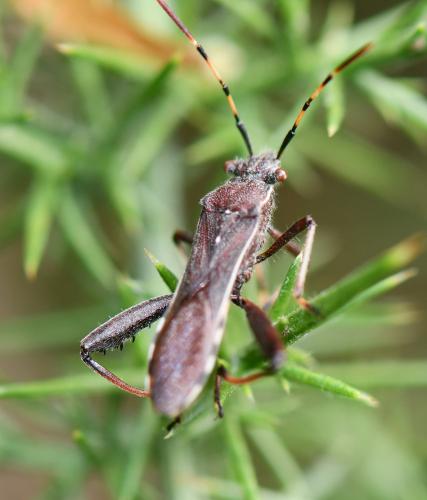 Camptopus lateralis